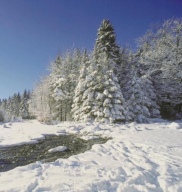 Camping De Binnenvaart Superior Chalet Aan de Wolfsberg Bagian luar foto